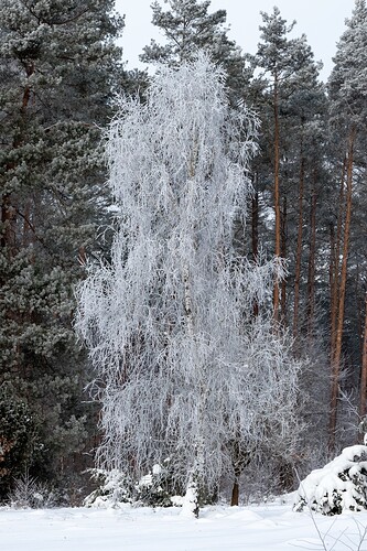 Groß (260111_Schnee_am_Lönsstein_IMG_5463).jpeg