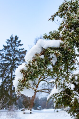 Groß (260111_Schnee_am_Lönsstein_IMG_5447).jpeg